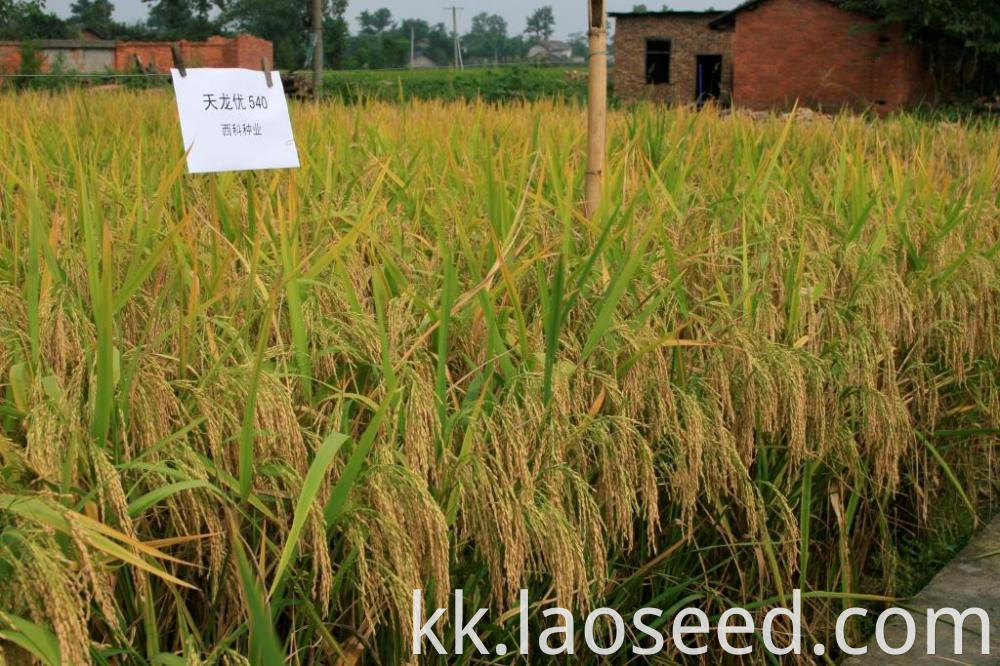 rice seed